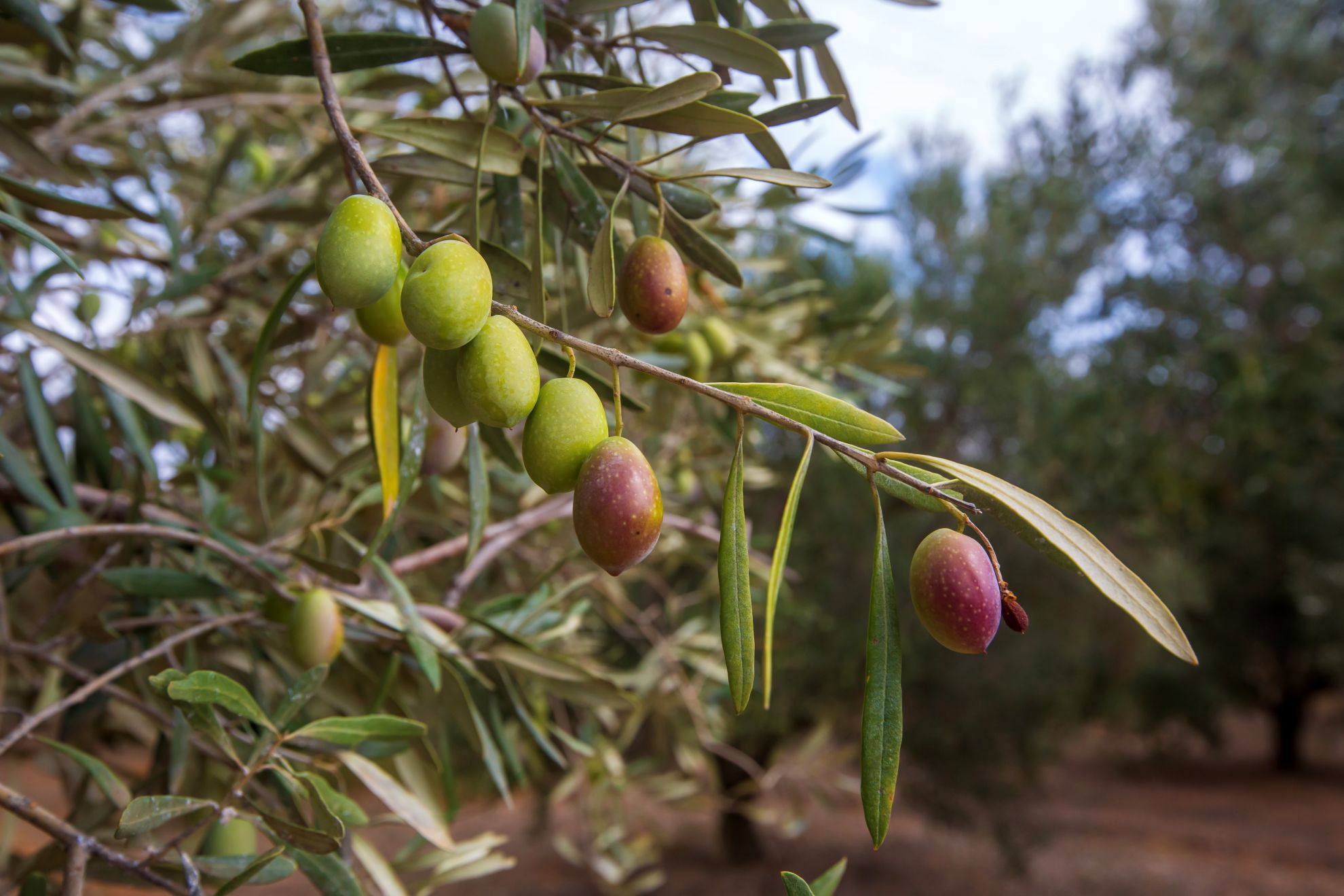 Ökoloogiline Extra Virgin oliiviõli (5l plastikkanistris) - Image 3